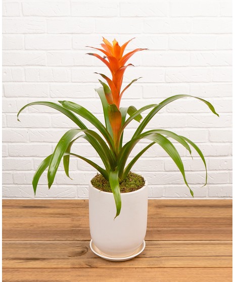 Bromeliad Plant