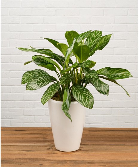 Chinese Evergreen Plant in White Ceramic