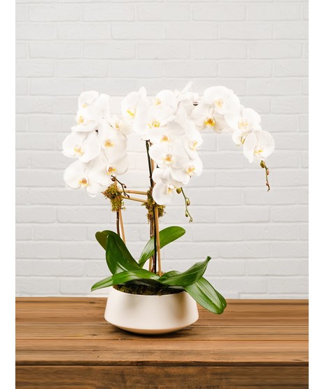 White Triple Stem Orchid Plant