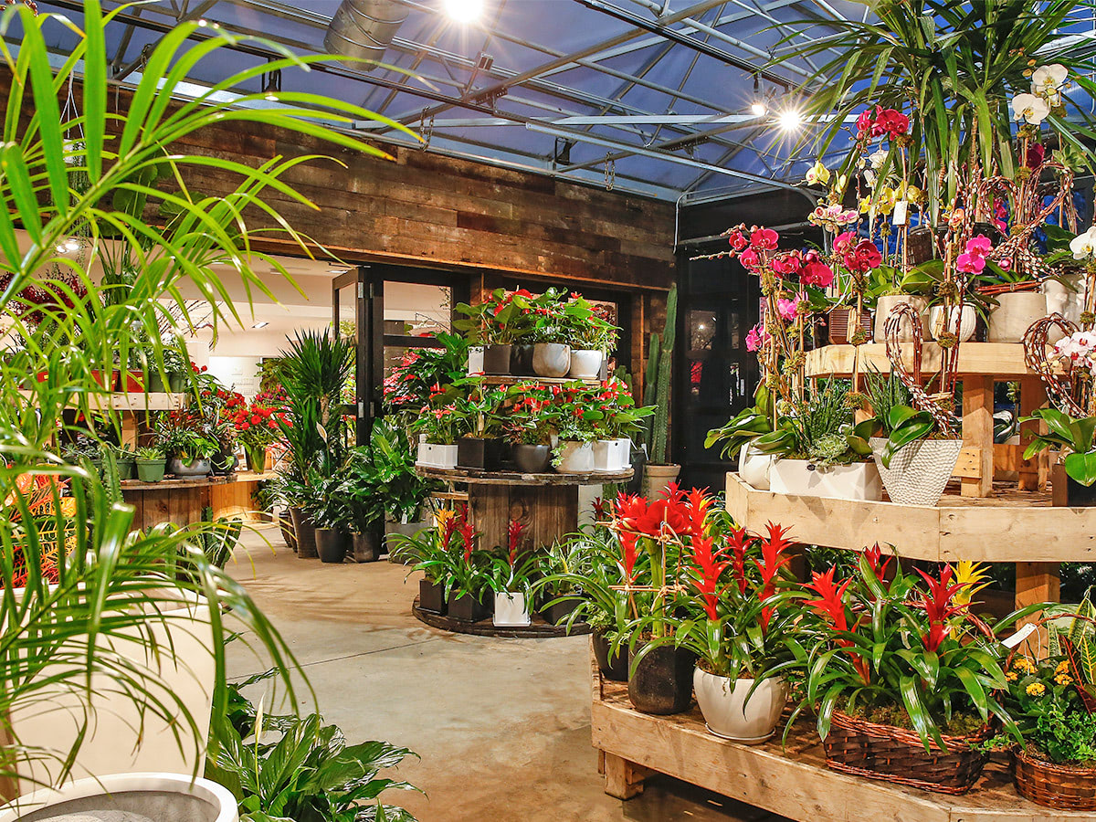 A wide range of plants and orchids are on display on the floor of our attached greenhouse